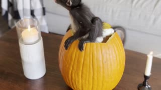 Spider Monkey Sits Inside Pumpkin