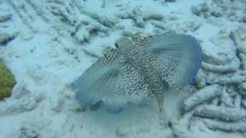 Flying Gurnard