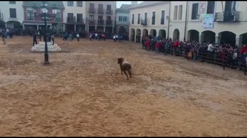 -- SALIDA DE UN ESPECTACULAR TORO BRAVO‼️DE HERMANOS CAMBRONEL. Villalpando (Zamora)