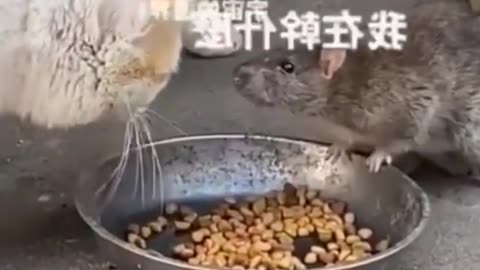 This mouse disturbs the cat who is eating#268#shorts, funny cat videos