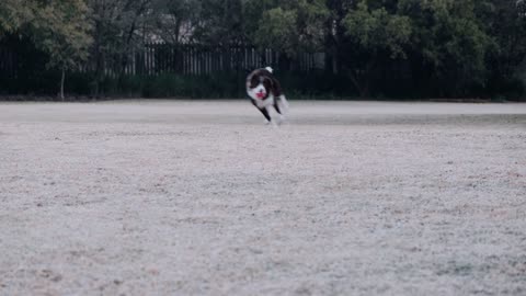 A Dog Playing With Ball