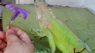 My Iguana pet