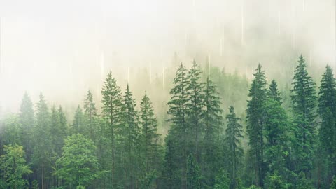 rainy forest