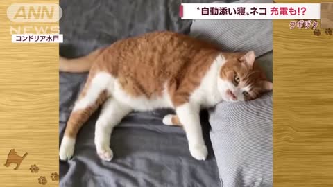 “自動添い寝”ネコ？ 飼い主さんベッドに近付いただけでゴロン！(2022年10月21日)