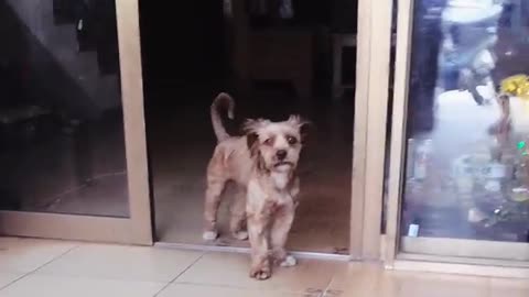How Dog Reacts When Seeing Stranger 4 - Running, Barking? | Viral Dog Puppy
