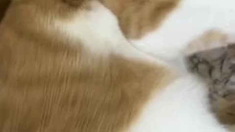 Cute Cat Video And Fanny Cat Video