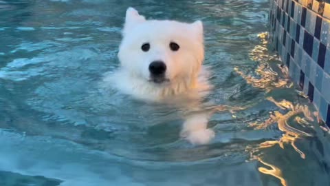 dog swimming in pool