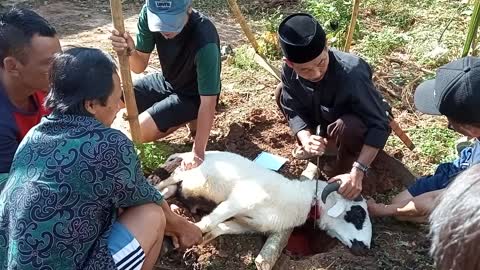The process of slaughtering sacrificial animals for Eid al-Adha