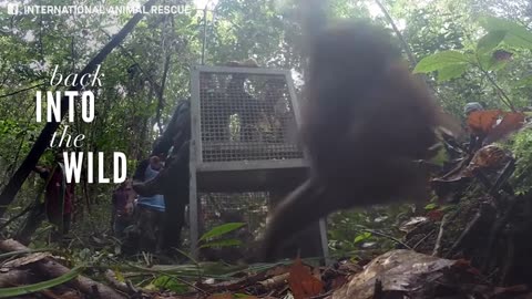 Rescued Mom And Baby Take Their First Steps Back Into The Forest
