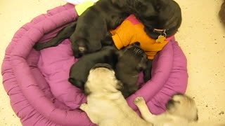 Pug Puppies Playing