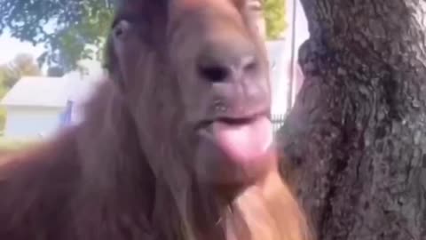 Best funny animals videos 2023
