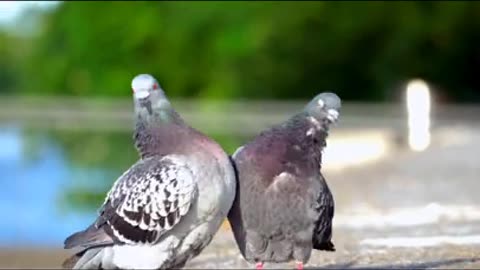 Funny birds video #01😂😇👀🥰Amazing funny and cute bird🥰