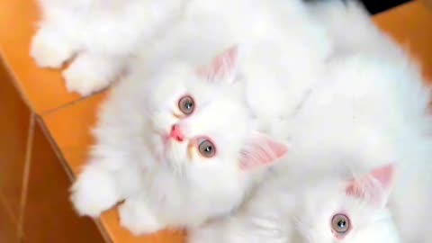 Cute Adorable Cat Videos 😍😍😍