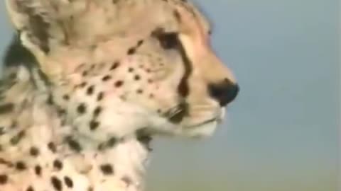 #Cheeta full speed