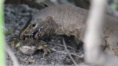 MONITOR LIZARD HUNTING A BULL FROG