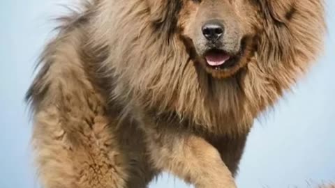 10 dog breeds that can defend you from a bear