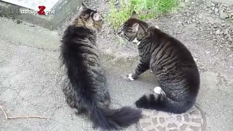 Funny_Cats_Arguing_-_Cats_Talking_To_Each_Other_Compilation____NEW_HD(360p)