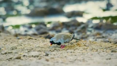 Bird 🐦 is feeding in quiet place 😍😍