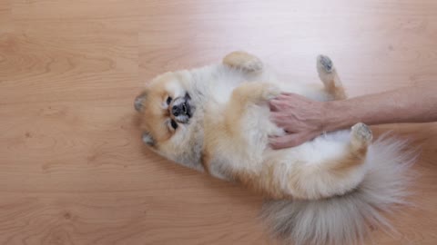 Dog Playing with hand. Cute Dog Playing. #puppy