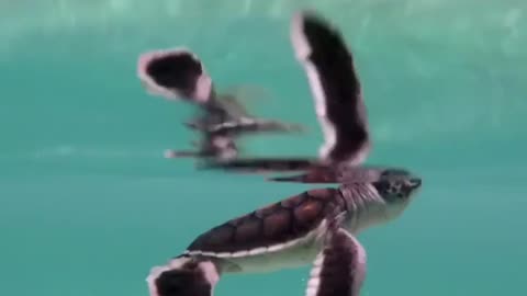 baby turtles