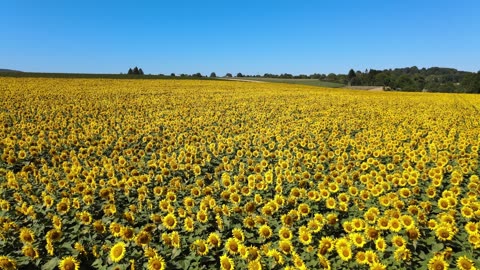 Sun Flowers beautiful view