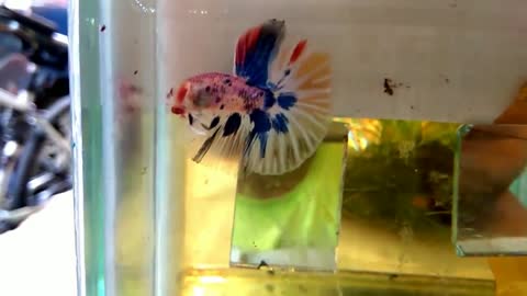 Siamese fighting fish