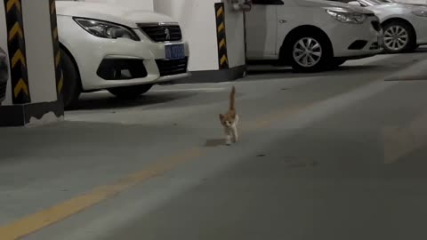 A thin cat was found in the underground parking lot