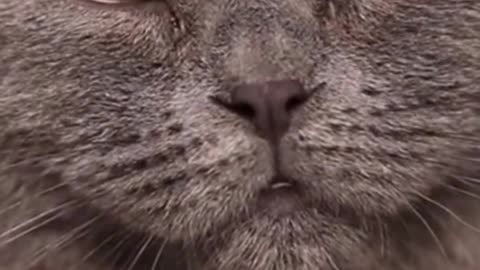funny cats video! 😺 | Cute Cats Video!!