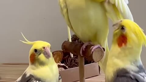 Funny parrot |cockatiel parrot | Funny birds | Funny animals