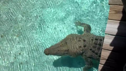 Saltwater Crocodile Jumping for Hatlovely