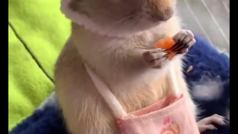 The way he’s eating carrots in the bag