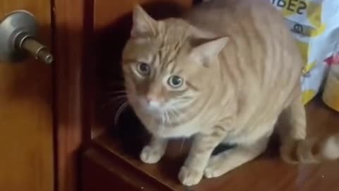 Watch This Clever Cat Use Tofu Crumb as a Door Lock!"