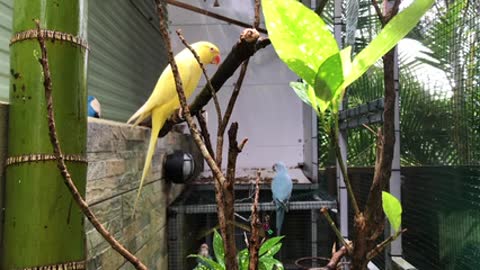 A beautiful canary bird