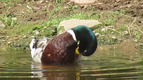 Stockente/Mallard