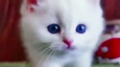 OMG So Cute Cats ♥ Best Funny Cat Videos 2021 #Shorts (4)