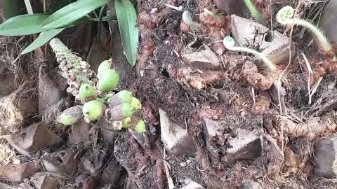 Coqueiro nativo do Brasil / Coconut tree native to Brazil