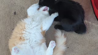 Otis and Baby wrestle and play.