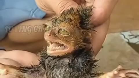 very strange animal found in the forest, very ugly and dangerous animal