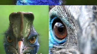 "Unleashing the Fury of the Cassowary: The World's Most Dangerous Bird!"