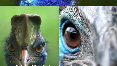 "Unleashing the Fury of the Cassowary: The World's Most Dangerous Bird!"