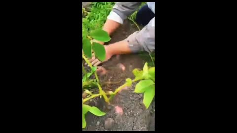 Amazing Potato Farming in the Field