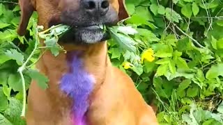 Good dog holding some flowers.