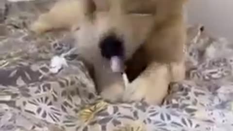 Funniest Dogs And Cats Best Of The 2022 Funny Animal Videos
