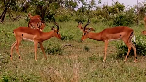 A fiares fight between Mel deer to mate with female deer