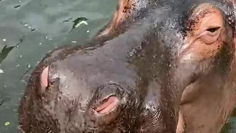 the hippo's mouth is a watermelon juicer