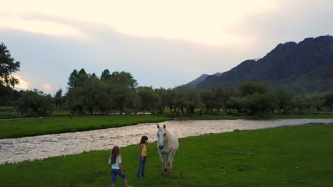 Aerial. children on a meadow at the foot of the mountains play with the wild horse