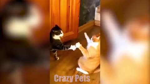 1 HOUR OF FUNNIEST CATS AND DOGS VIDEOS 2023 _Crazy Pets