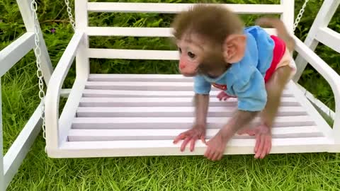 Animals Baby monkey eats mini bananas in the dining room and plays with kitty in the garden