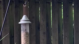At the seed feeder, birds eat their fill
