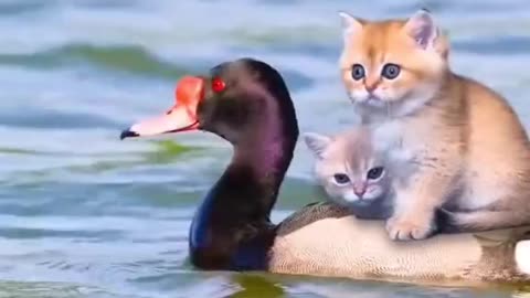 "Duck and Kittens: An Unlikely Friendship"